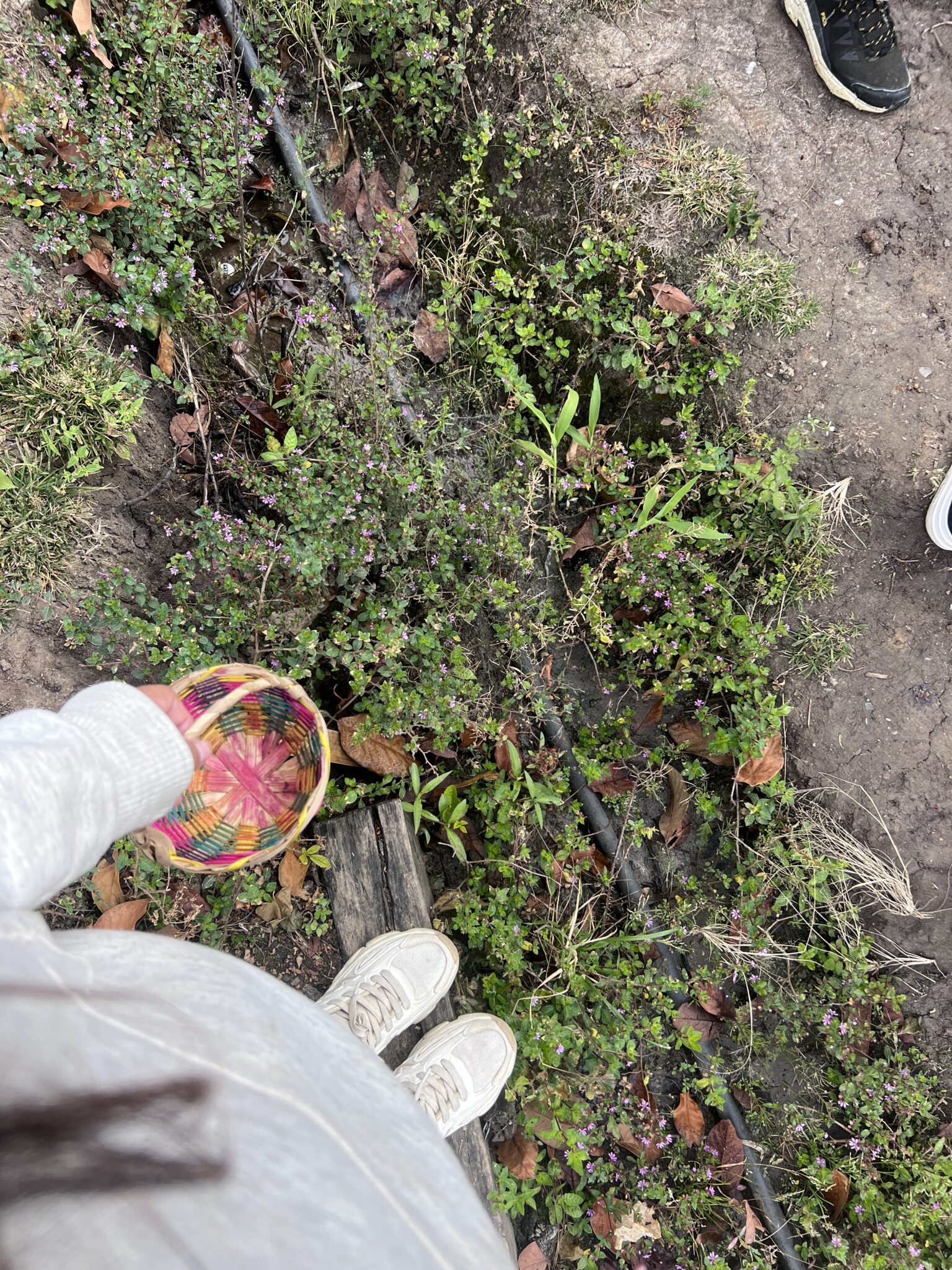 Paisaje rural Sauces Norte Loja