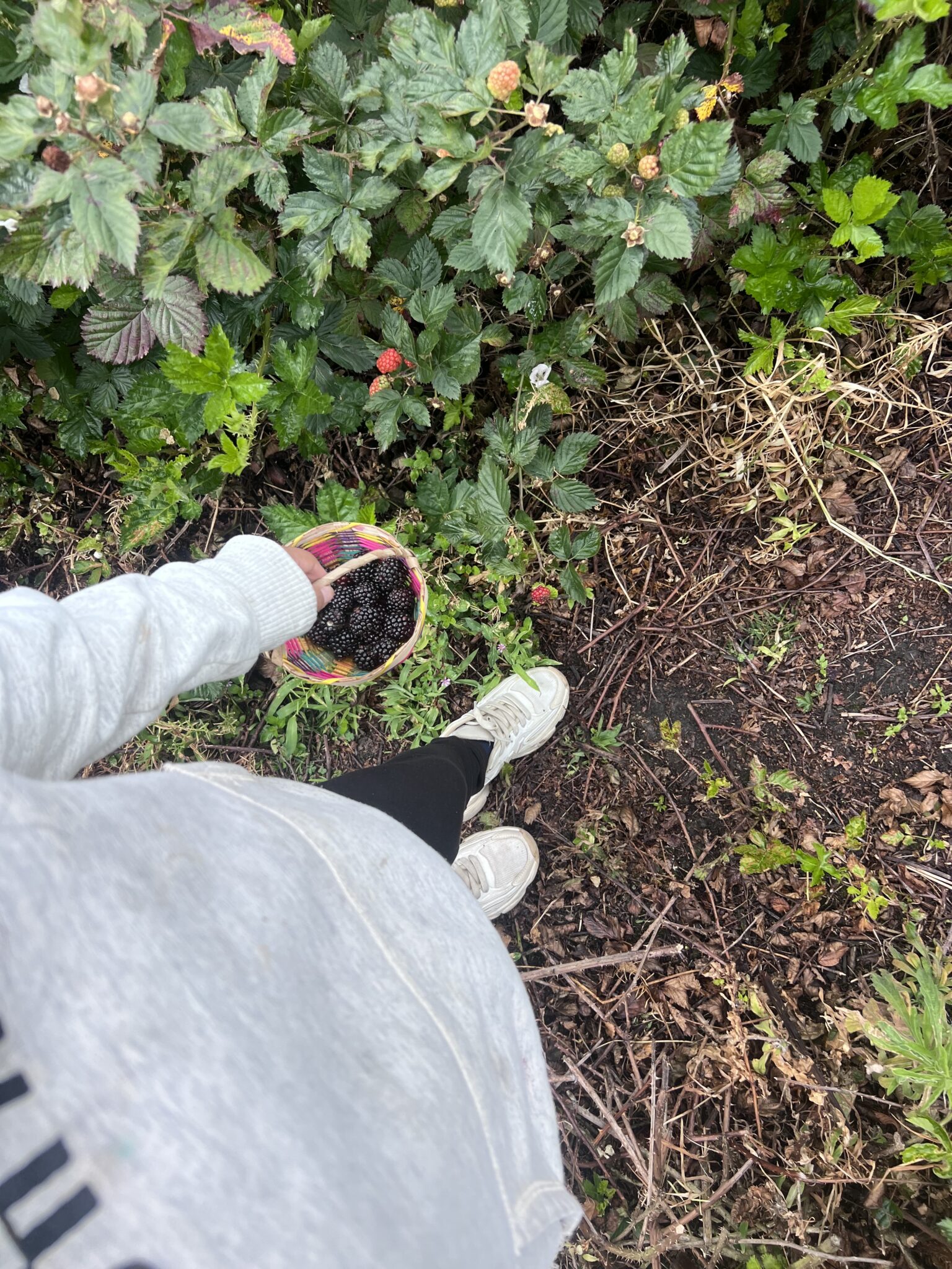 Cosechando moras Loja