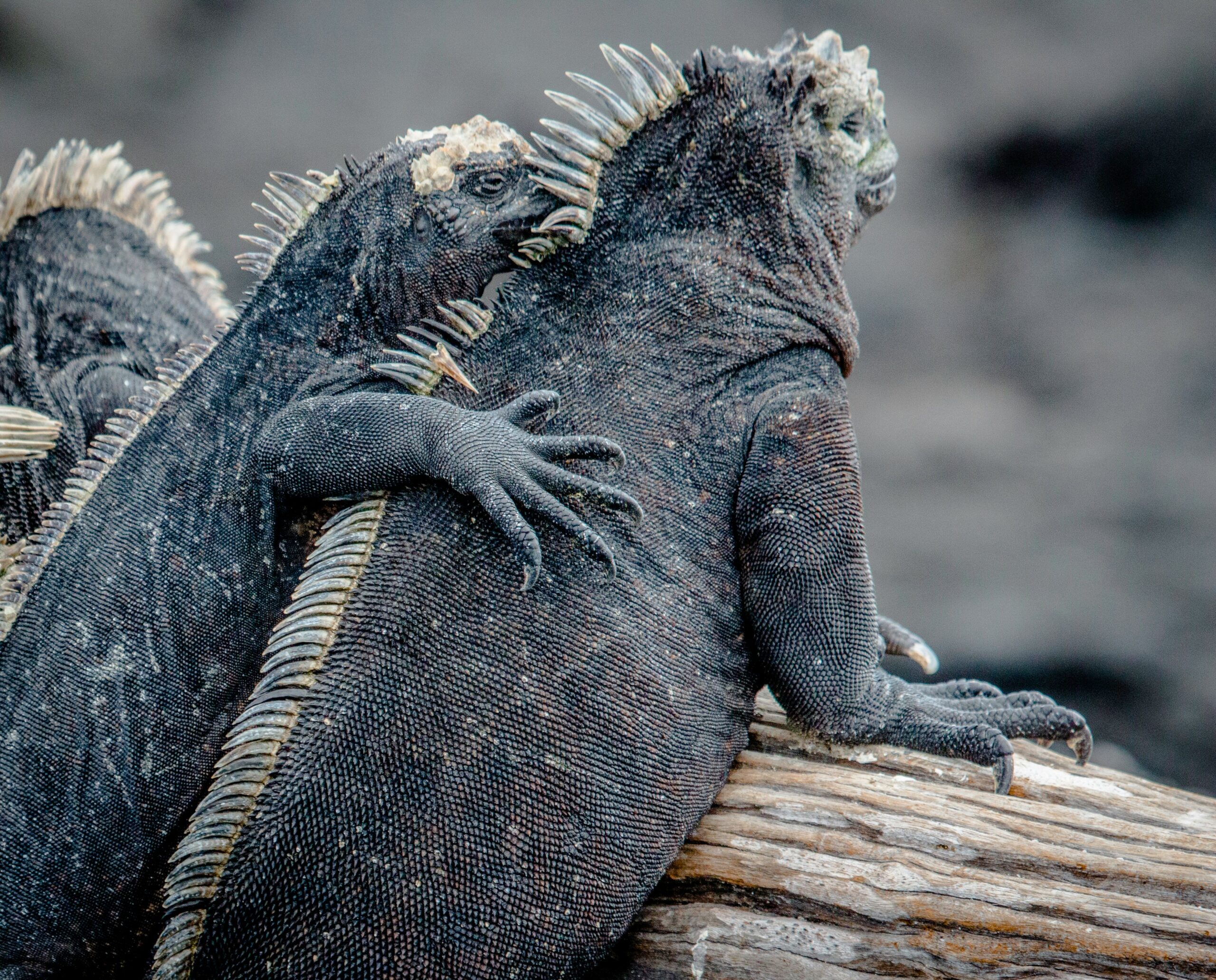 Las Grietas Galápagos