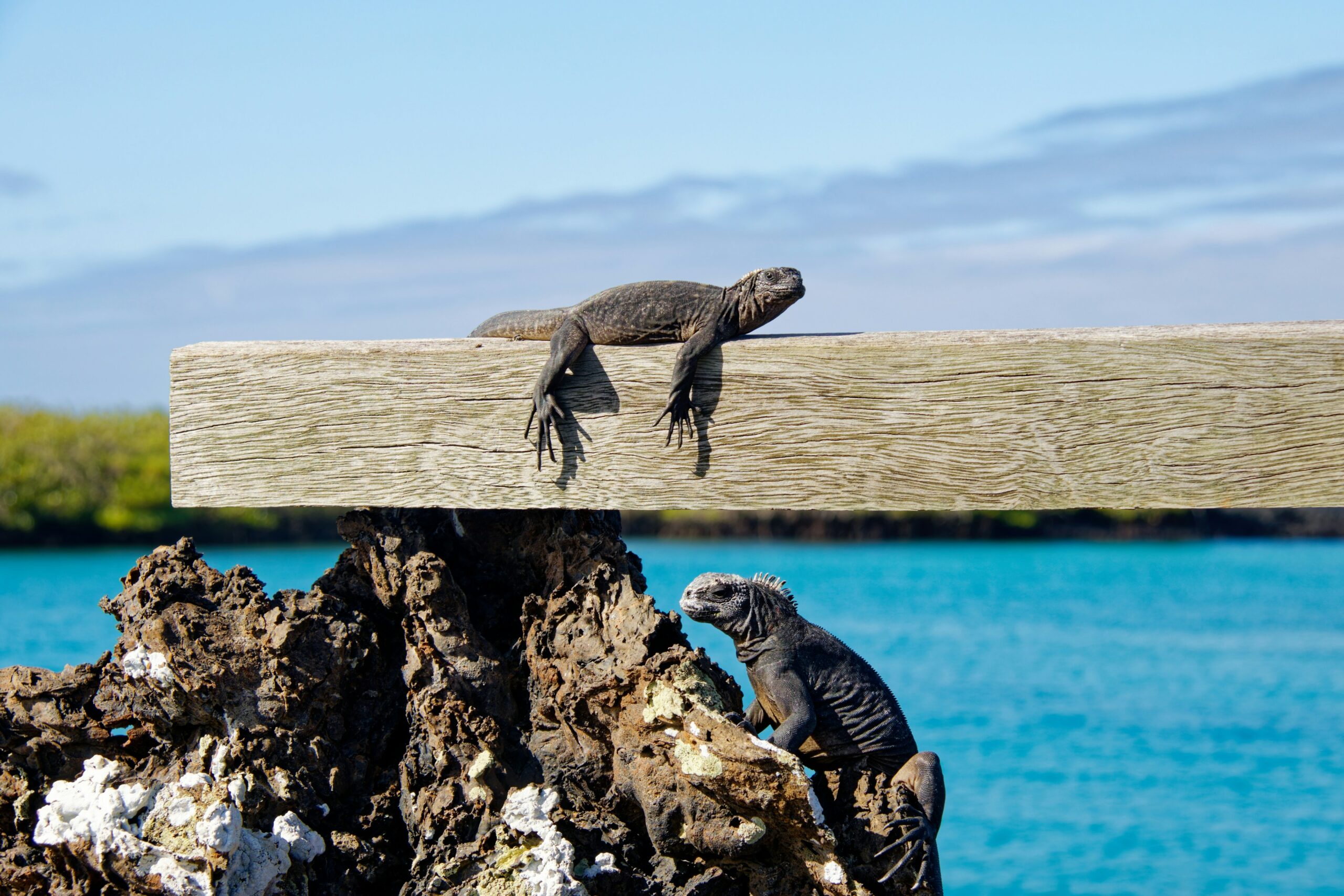 Galápagos