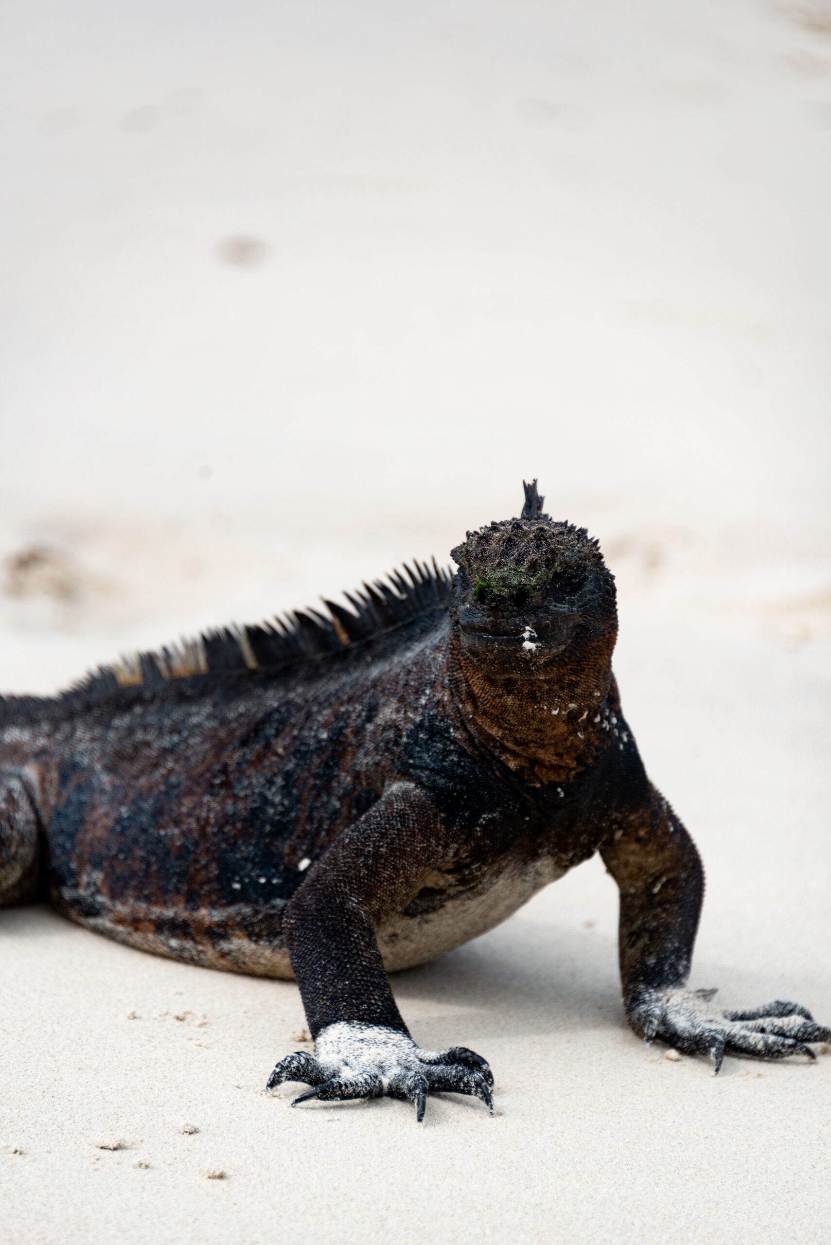 Tour Bahía Galápagos