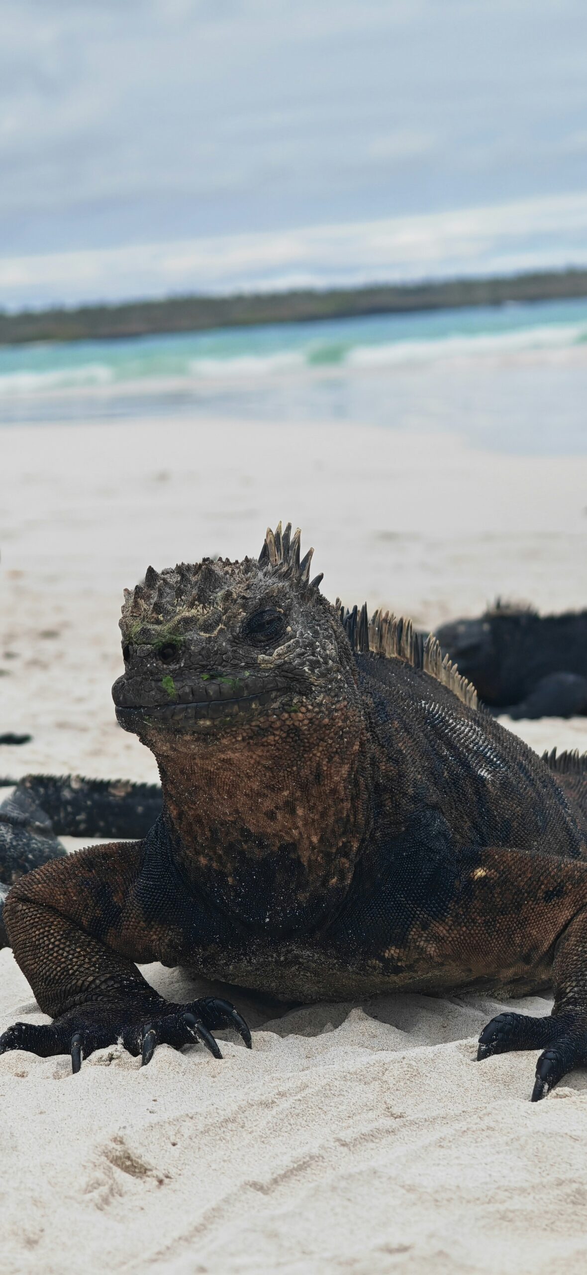 Fauna Galápagos
