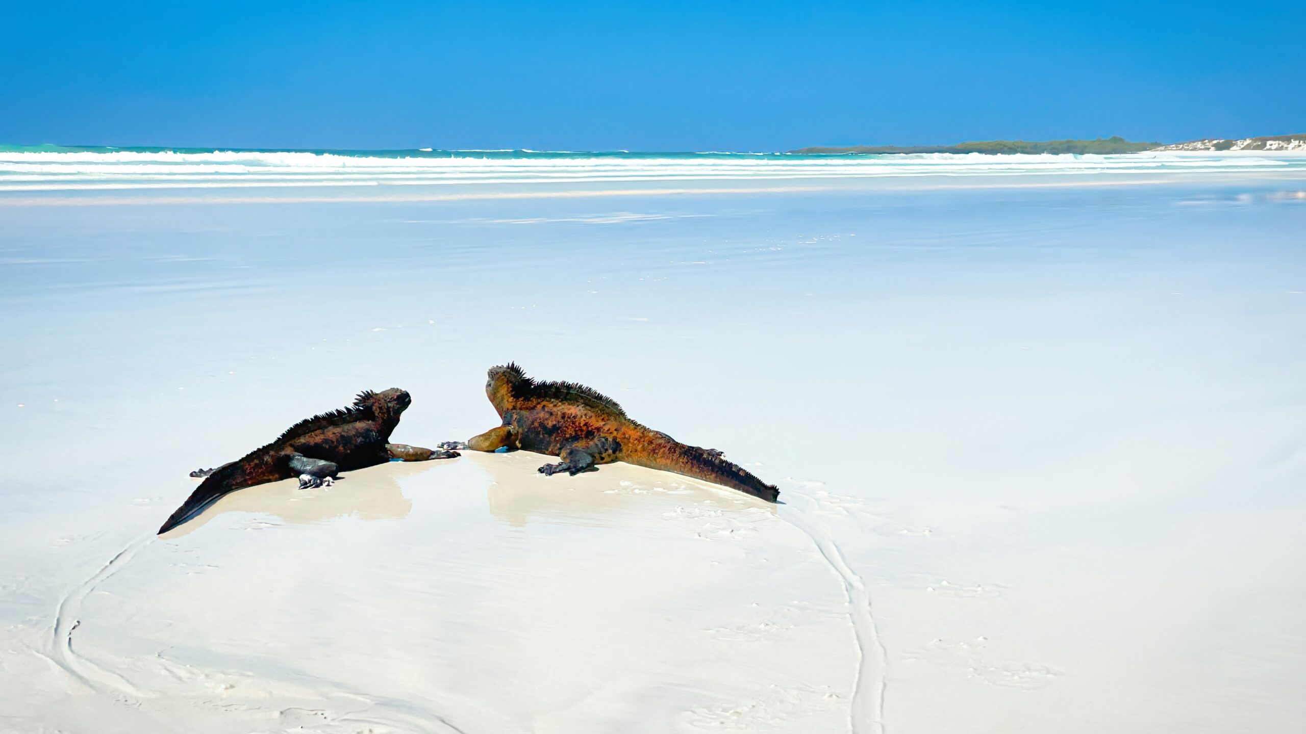Full Day Navegable Galápagos